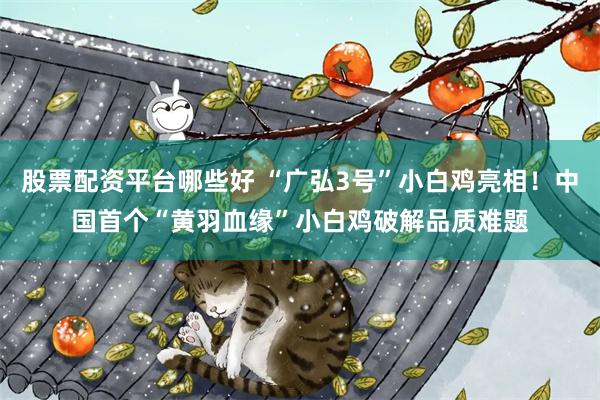股票配资平台哪些好 “广弘3号”小白鸡亮相！中国首个“黄羽血缘”小白鸡破解品质难题